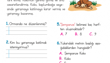 1. Sınıf Okuma Anlama Metni – 8 (Şempanze Koko)