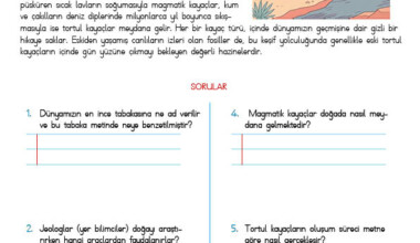 4. Sınıf Okuma Anlama Etkinliği – 36 4. Sınıf Okuma Anlama Etkinliği – 36